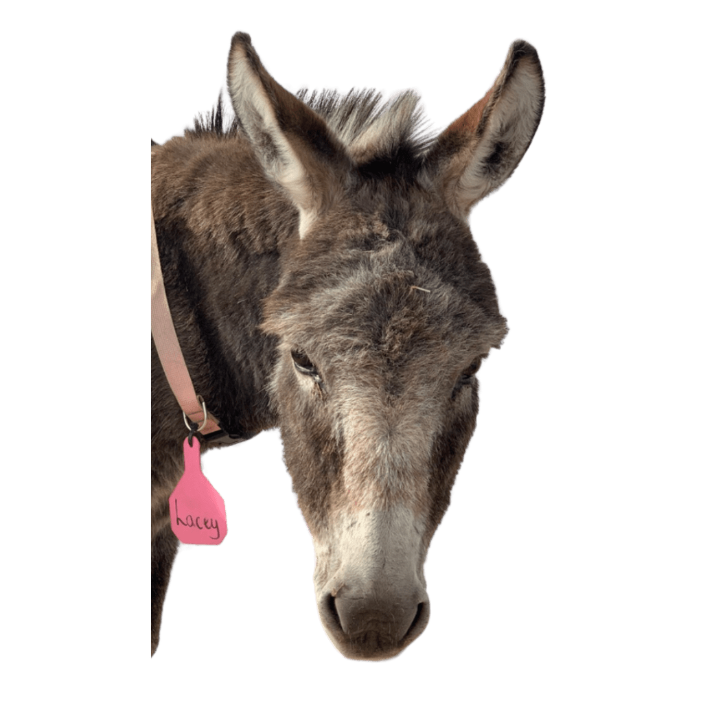 Lacey the donkey