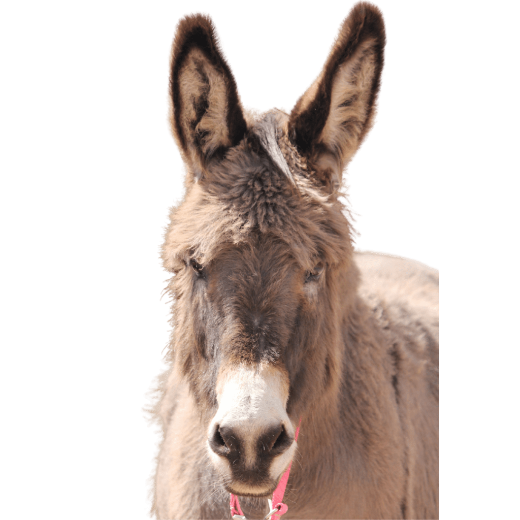 Sandee the donkey