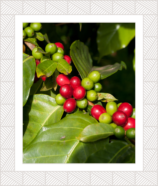 Bad_Ass_Coffee_Coffe_Plant_Our_Products_w-Frame